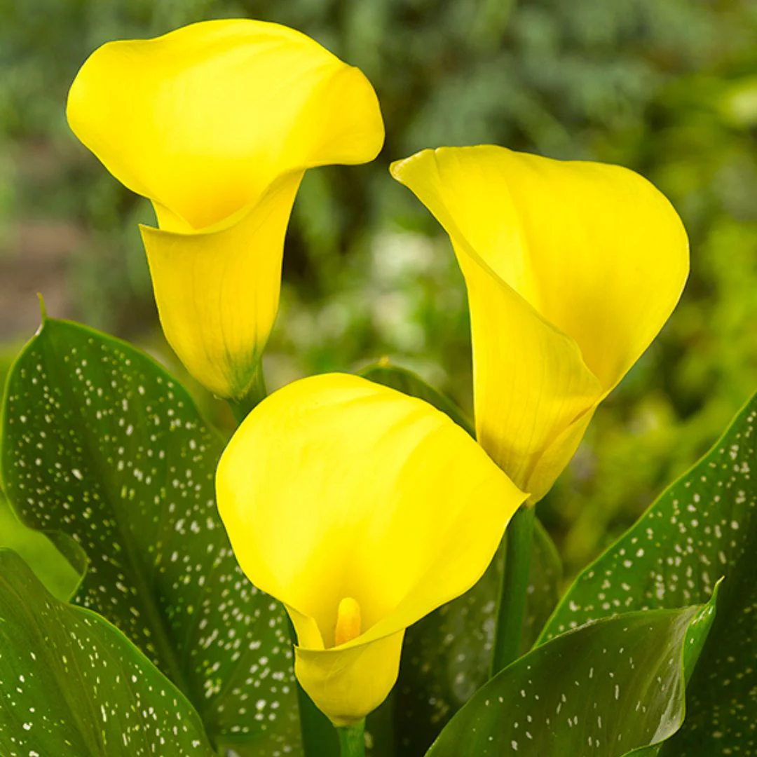 Calla Lily - Summer Sun - Image 2