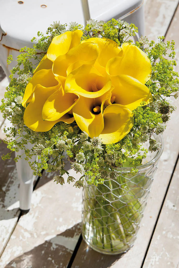 Calla Lily - Summer Sun - Image 3
