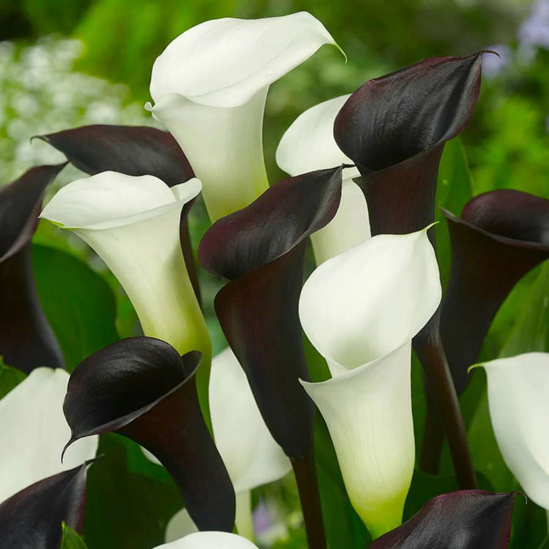 Calla Lily - Tuxedo Time, Colourful Companions, 3 Pack - Image 2