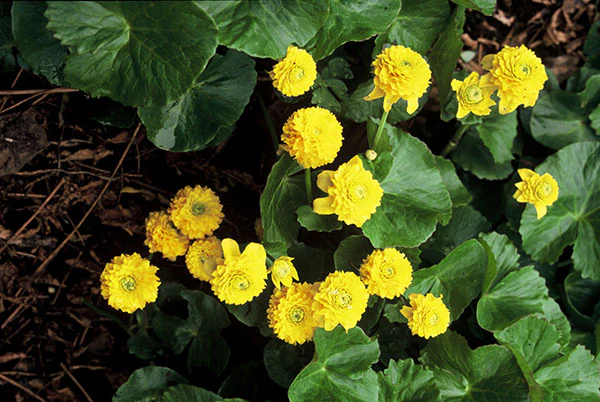 Marsh Marigold - Plena, 1 Pack - Image 2
