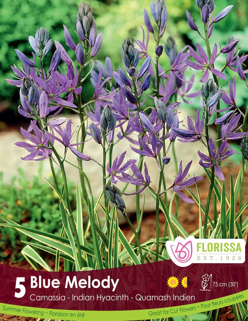 Camassia - Blue Melody, 5 Pack