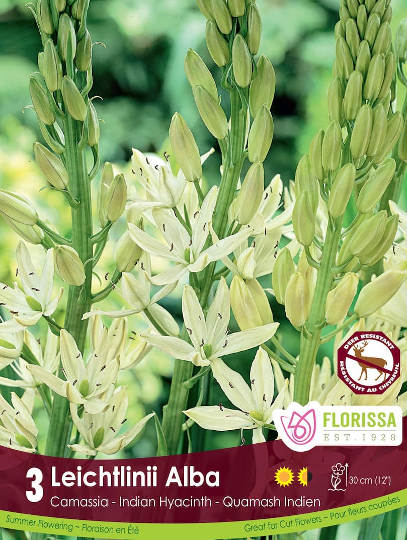 Camassia - Leichtlinii Alba, 3 Pack