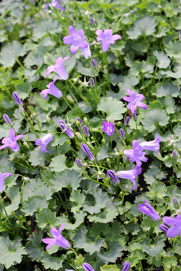 Campanula - Birch Hybrid, 1 pack - Image 2