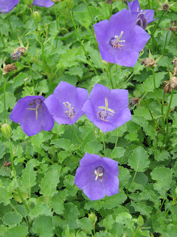 Campanula - Blue Clips, 1 pack - Image 2