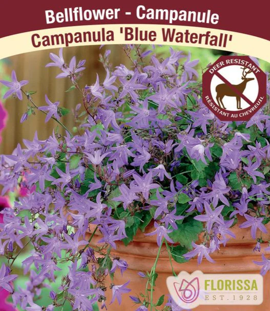 Campanula - Blue Waterfall, 1 Pack