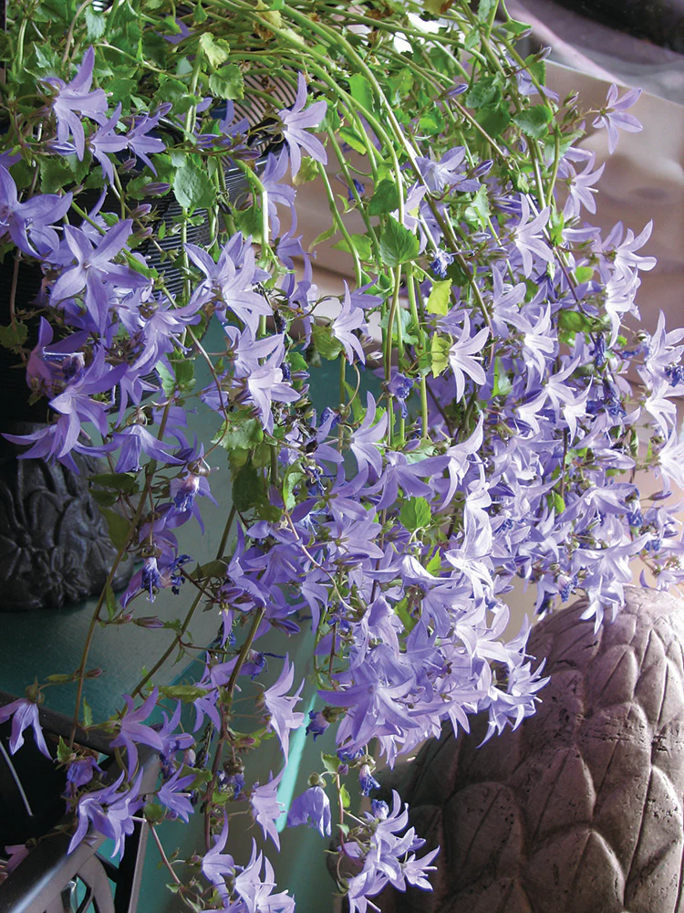 Campanula - Blue Waterfall, 1 Pack - Image 2