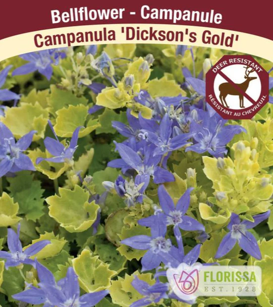 Campanula - Dickson's Gold, 1 Pack