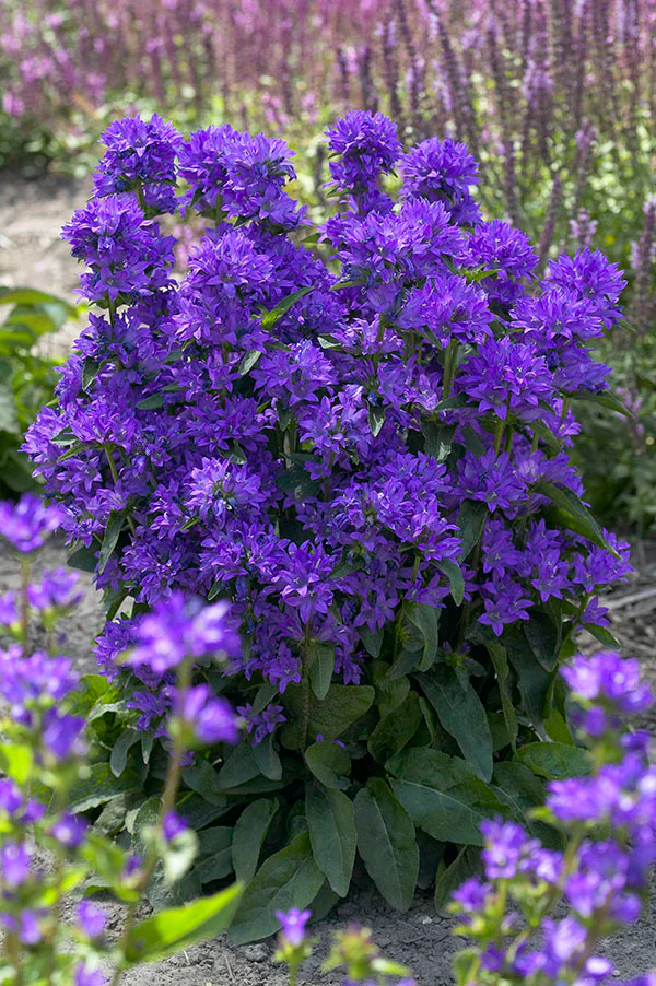 Campanula - Freya, 1 Pack - Image 2