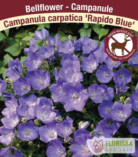 Campanula - Rapido Blue, 1 Pack