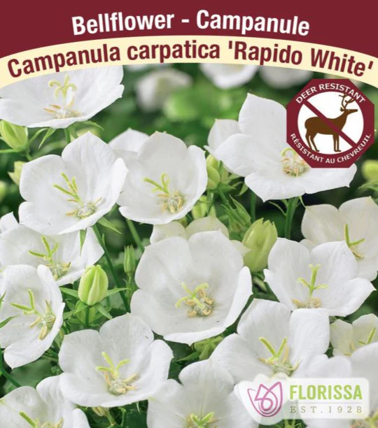 Campanula - Rapido White, 1 Pack