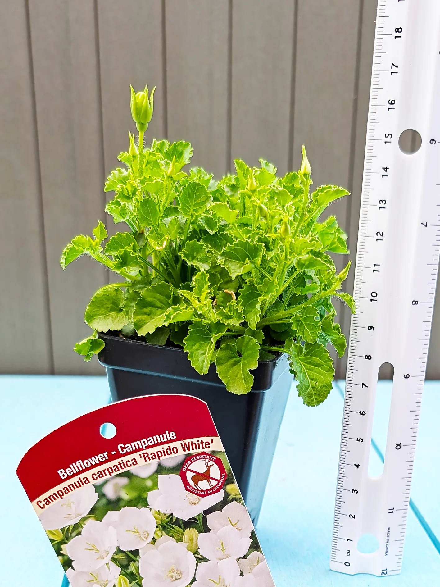 Campanula - Rapido White, 1 Pack - Image 2