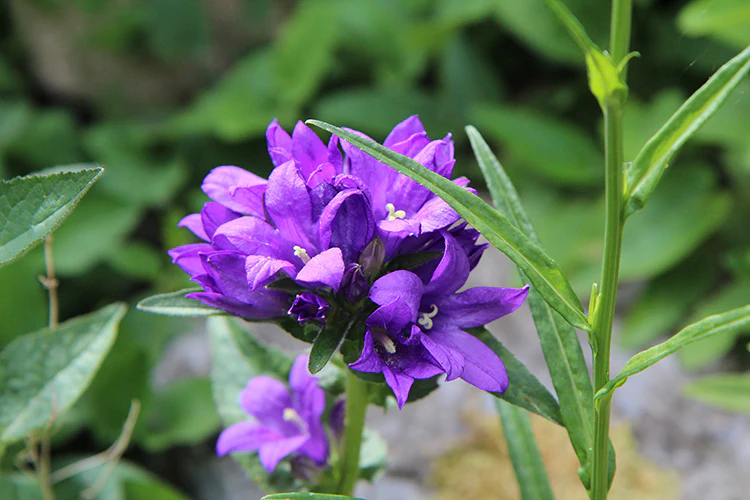 Campanula - Superba, 1 Pack - Image 2