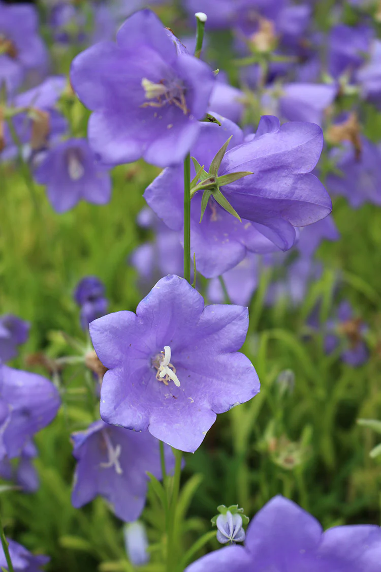 Campanula - Takion Blue, 1 Pack - Image 2