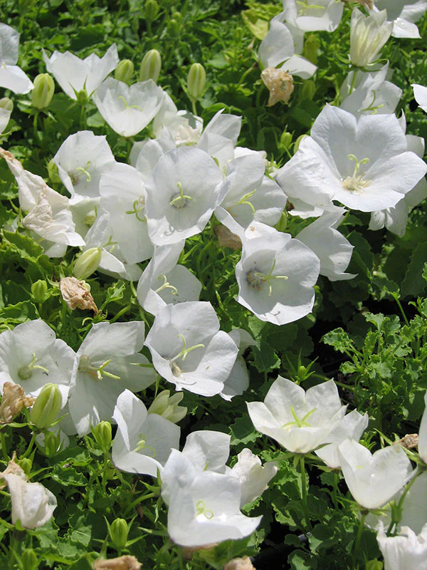 Campanula - White Clips, 1 Pack - Image 2