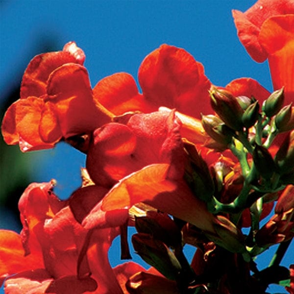 Campsis Flamenco (Trumpet Vine)