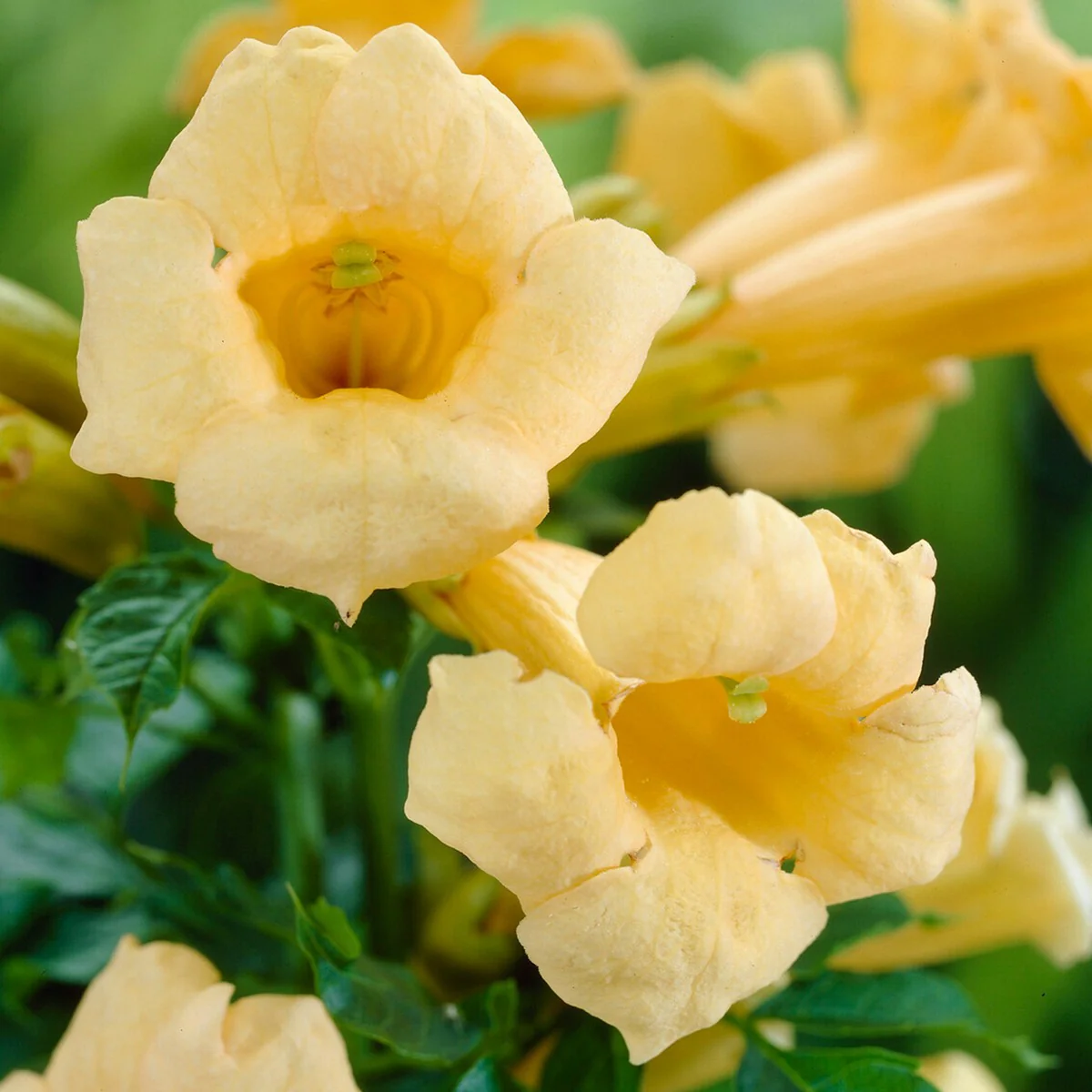 Campsis Flava (Trumpet Vine)
