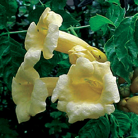 Campsis Flava (Trumpet Vine) - Image 2