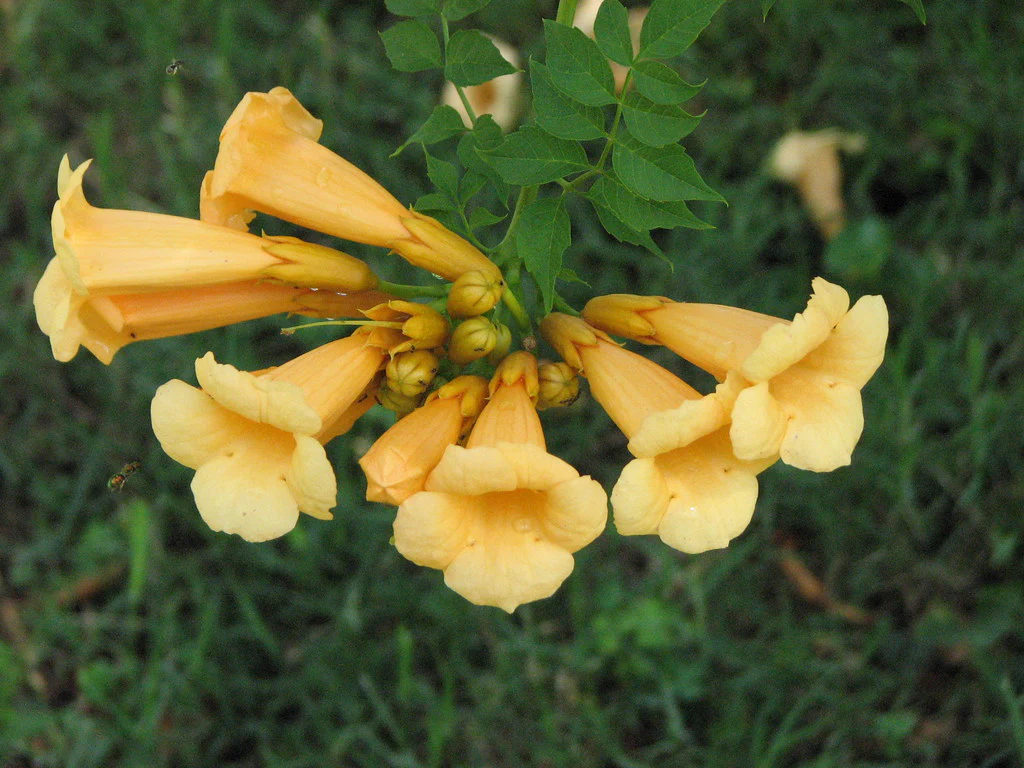 Campsis Flava (Trumpet Vine) - Image 3
