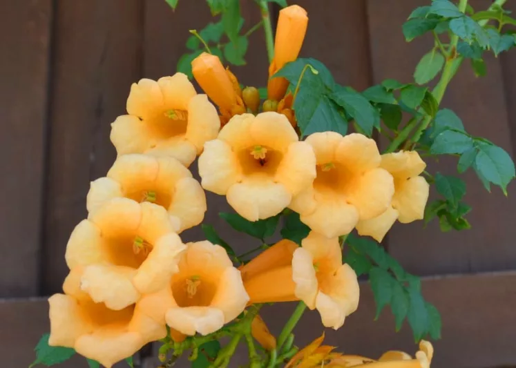 Campsis Flava (Trumpet Vine) - Image 4