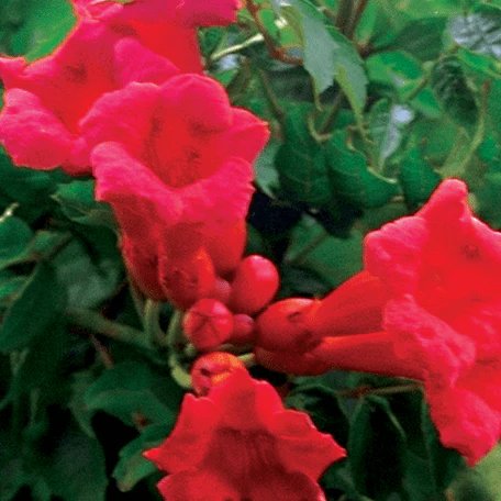 Campsis Grandiflora (Trumpet Vine)