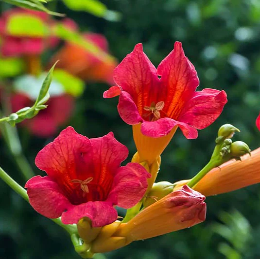 Campsis tagliabuana Madame Galen (Trumpet Vine)