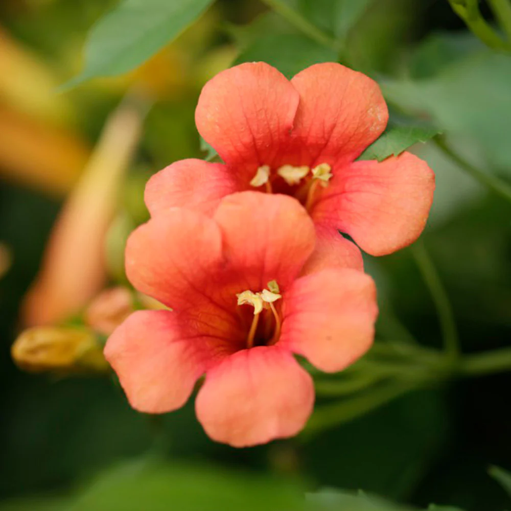 Campsis tagliabuana Madame Galen (Trumpet Vine) - Image 2