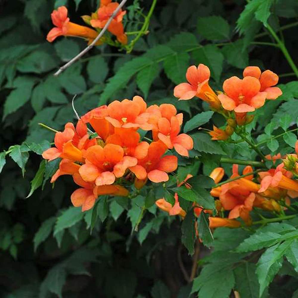 Campsis tagliabuana Madame Galen (Trumpet Vine) - Image 3