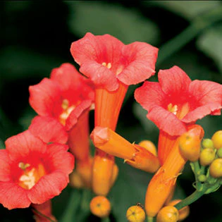 Campsis tagliabuana Madame Galen (Trumpet Vine) - Image 4