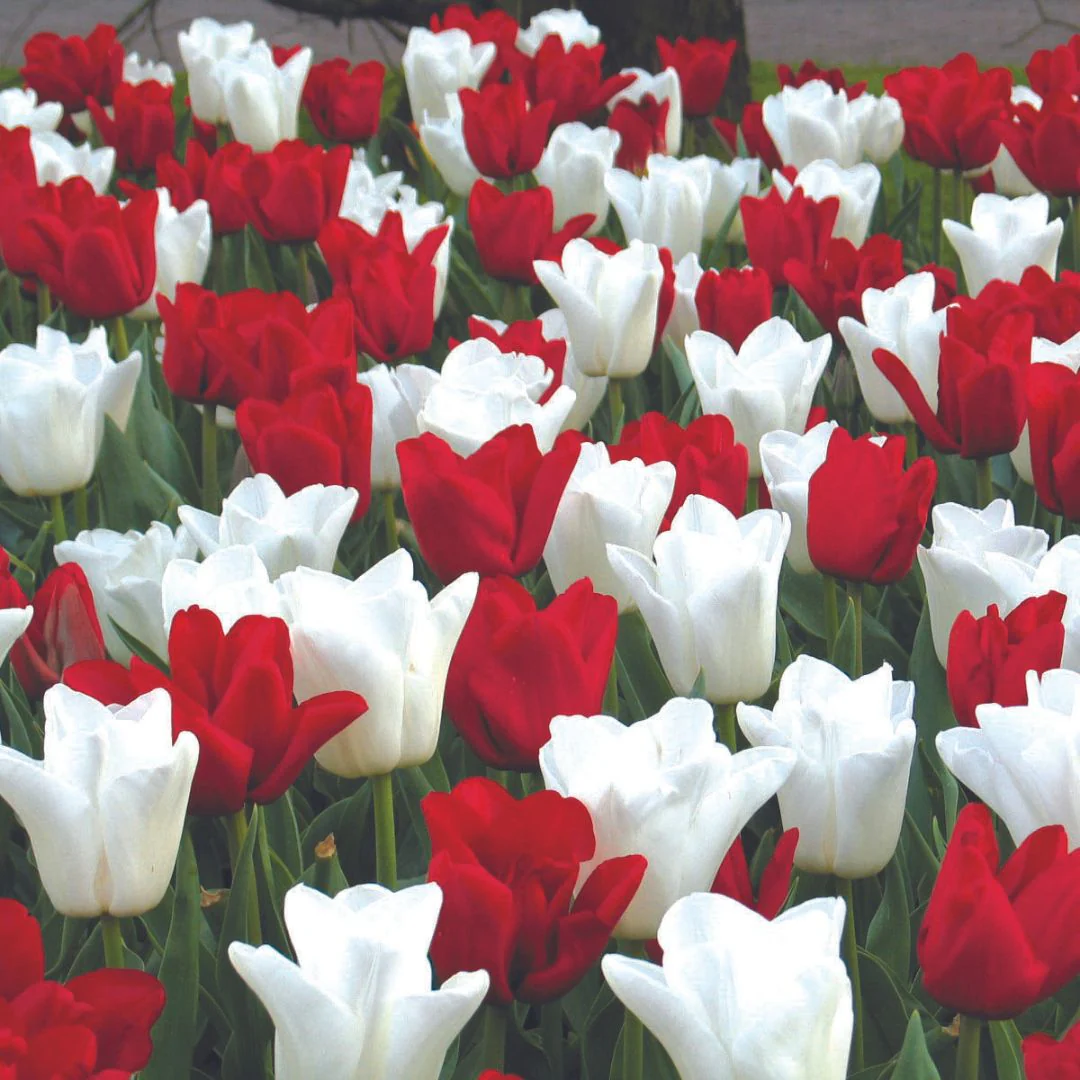 Tulips - Canadian Eh! Colourful Companions, 16 Pack - Image 2