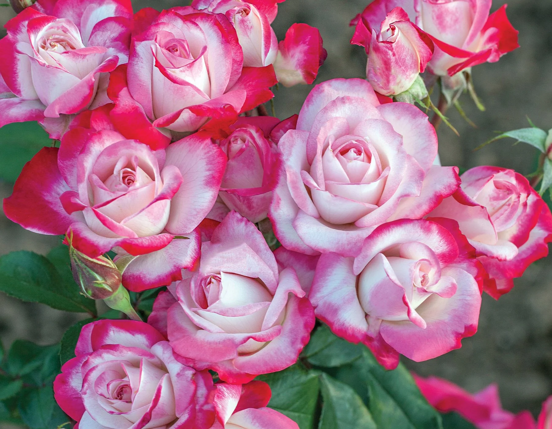 Candy Cane Cocktail™ - Star Roses and Plants - Image 2
