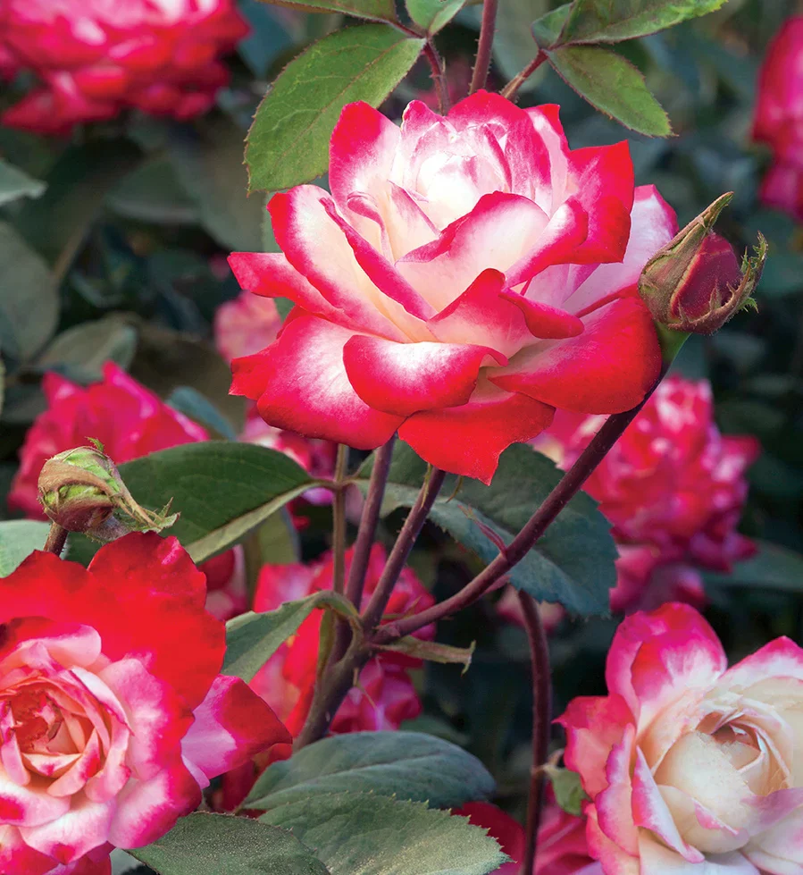 Candy Cane Cocktail™ - Star Roses and Plants - Image 3
