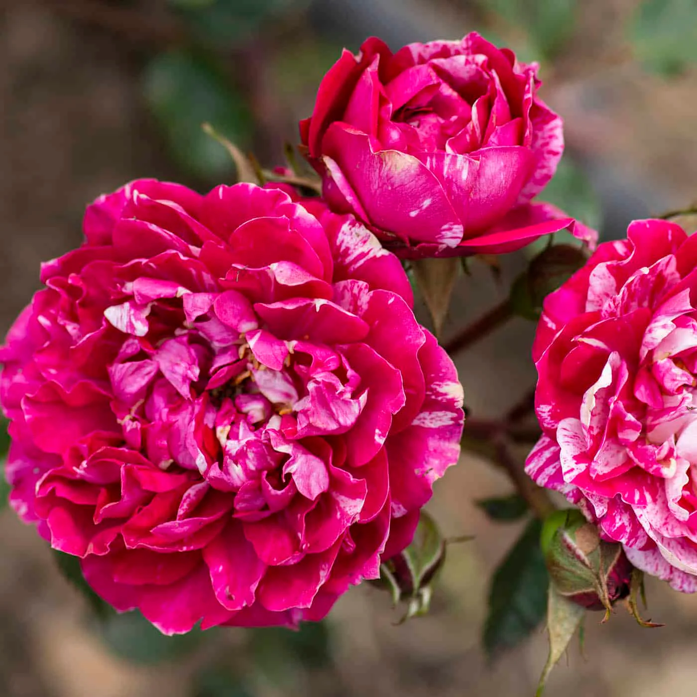 Sunblaze Candy - Star Roses and Plants