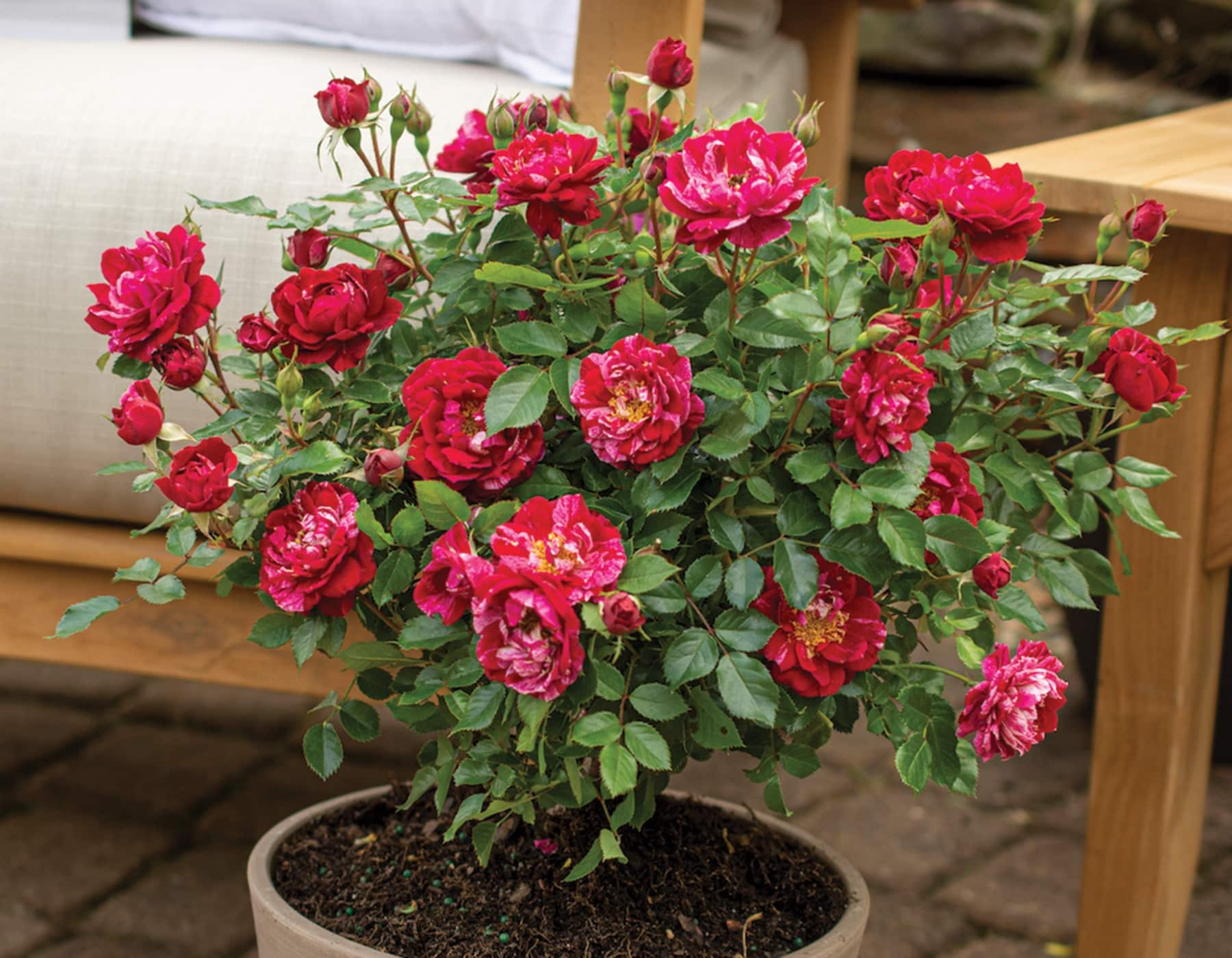 Sunblaze Candy - Star Roses and Plants - Image 2