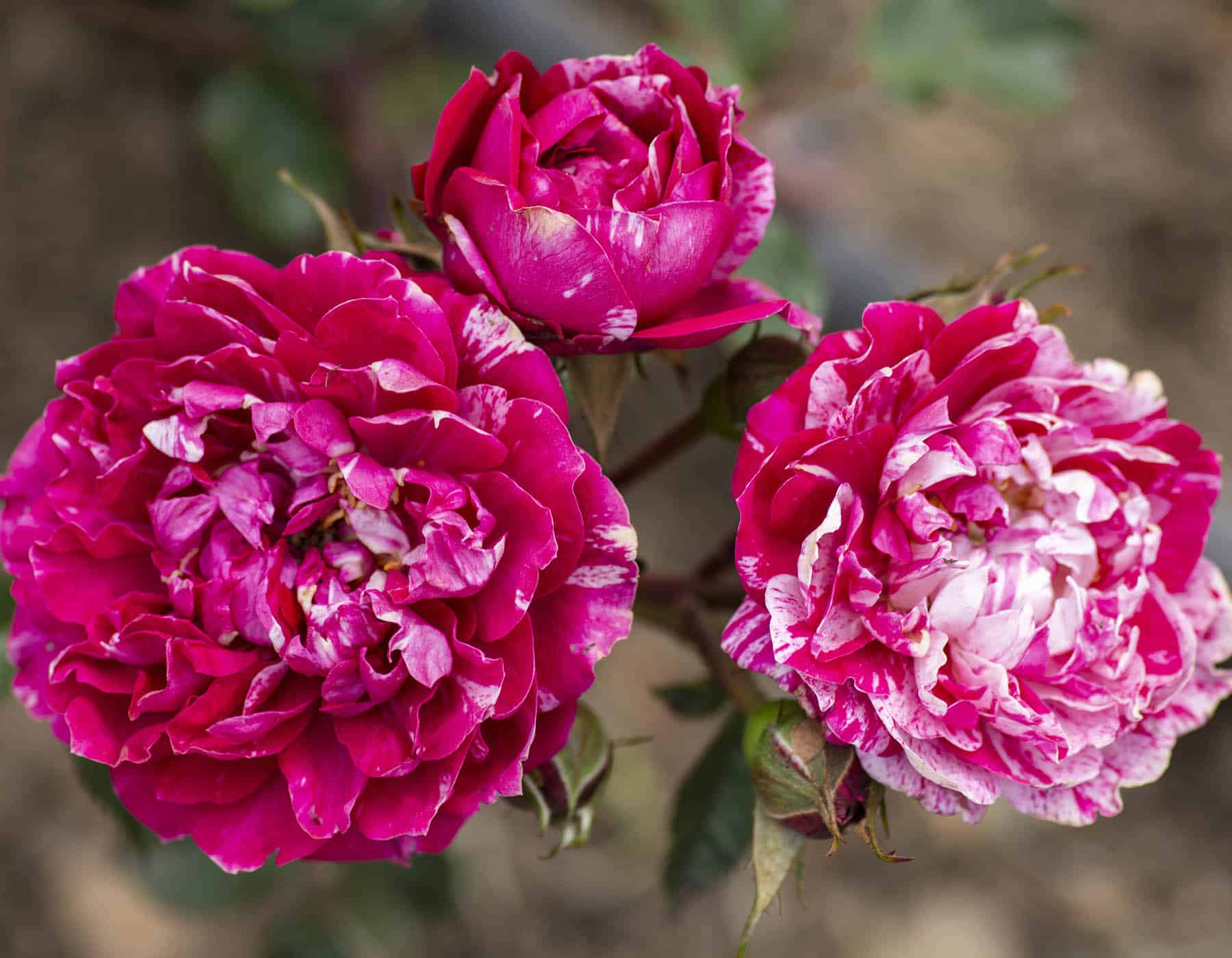 Sunblaze Candy - Star Roses and Plants - Image 3