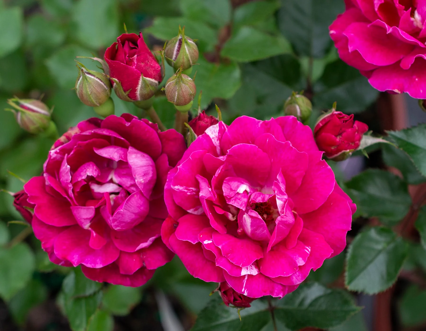 Sunblaze Candy - Star Roses and Plants - Image 4