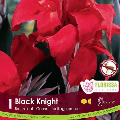 Canna, Bronzeleaf - Black Knight