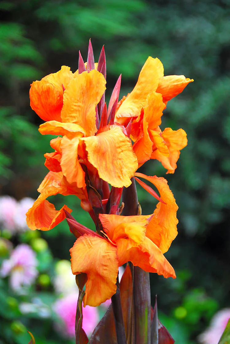 Canna, Bronzeleaf - Wyoming - Image 2