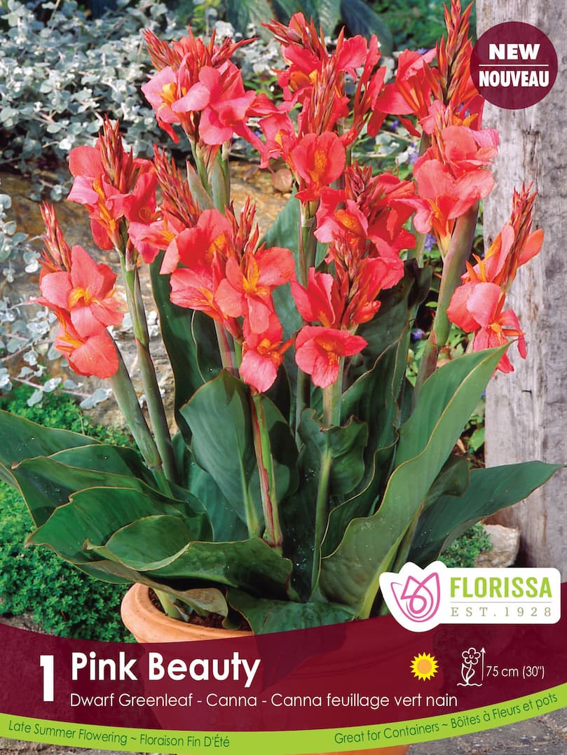 Canna, Dwarf Greenleaf - Pink Beauty