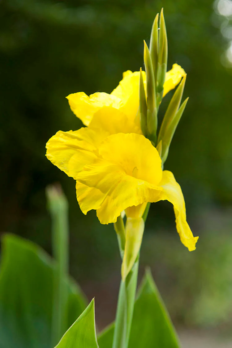 Canna, Greenleaf - Richard Wallace - Image 2