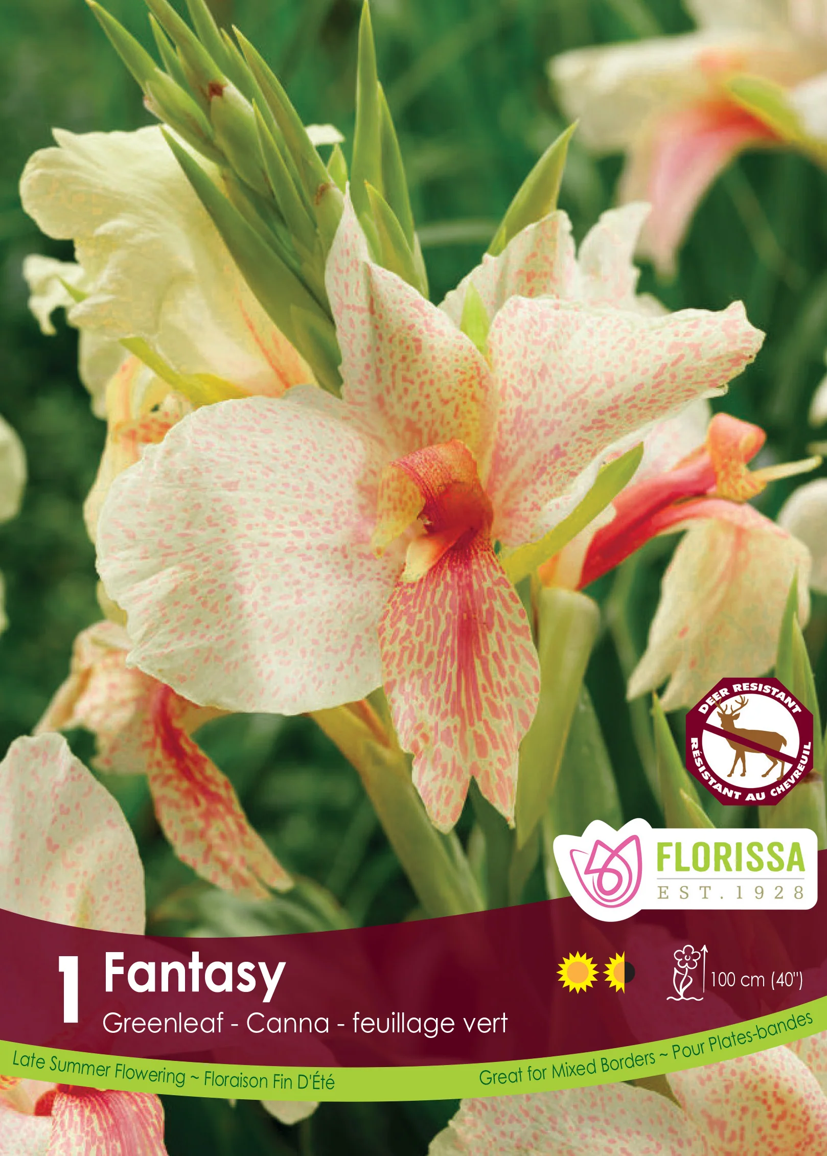 Canna Greenleaf - Fantasy