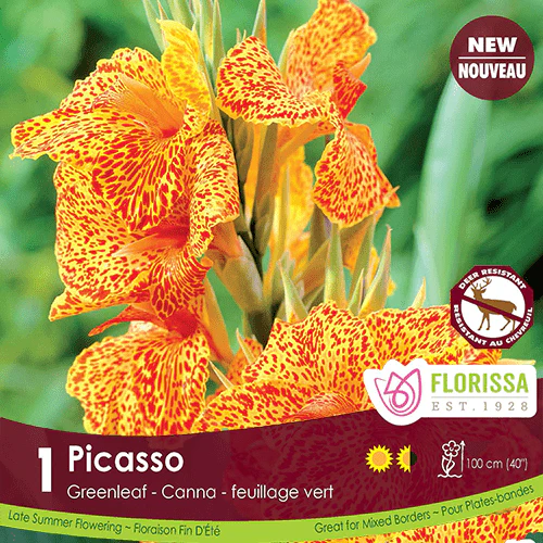Canna Greenleaf - Picasso