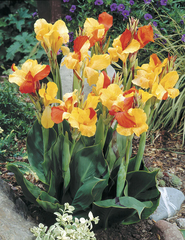 Canna Variegated Leaf - Cleopatra - Image 3