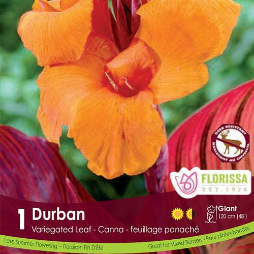 Canna Variegated Leaf - Durban