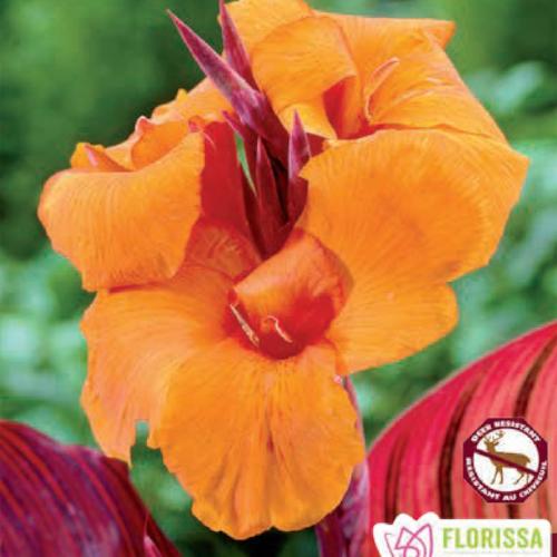 Canna Variegated Leaf - Durban - Image 2