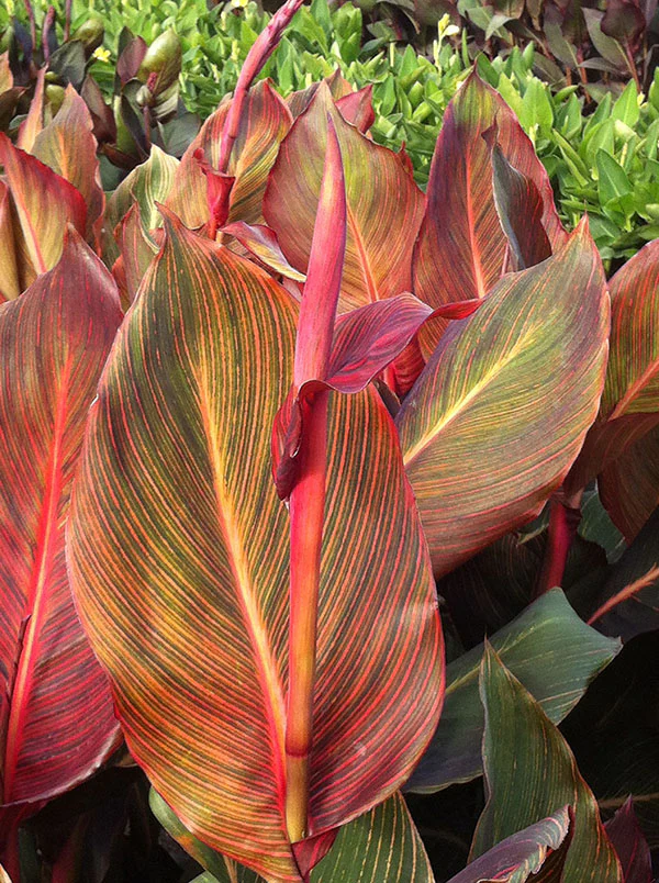 Canna Variegated Leaf - Durban - Image 3