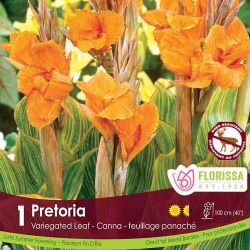 Canna Variegated Leaf - Pretoria