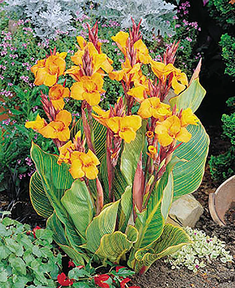 Canna Variegated Leaf - Pretoria - Image 2