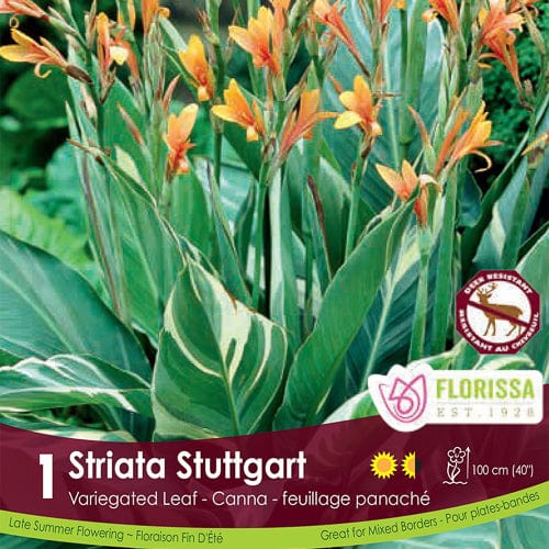 Canna Variegated Leaf - Striata Stuttgart