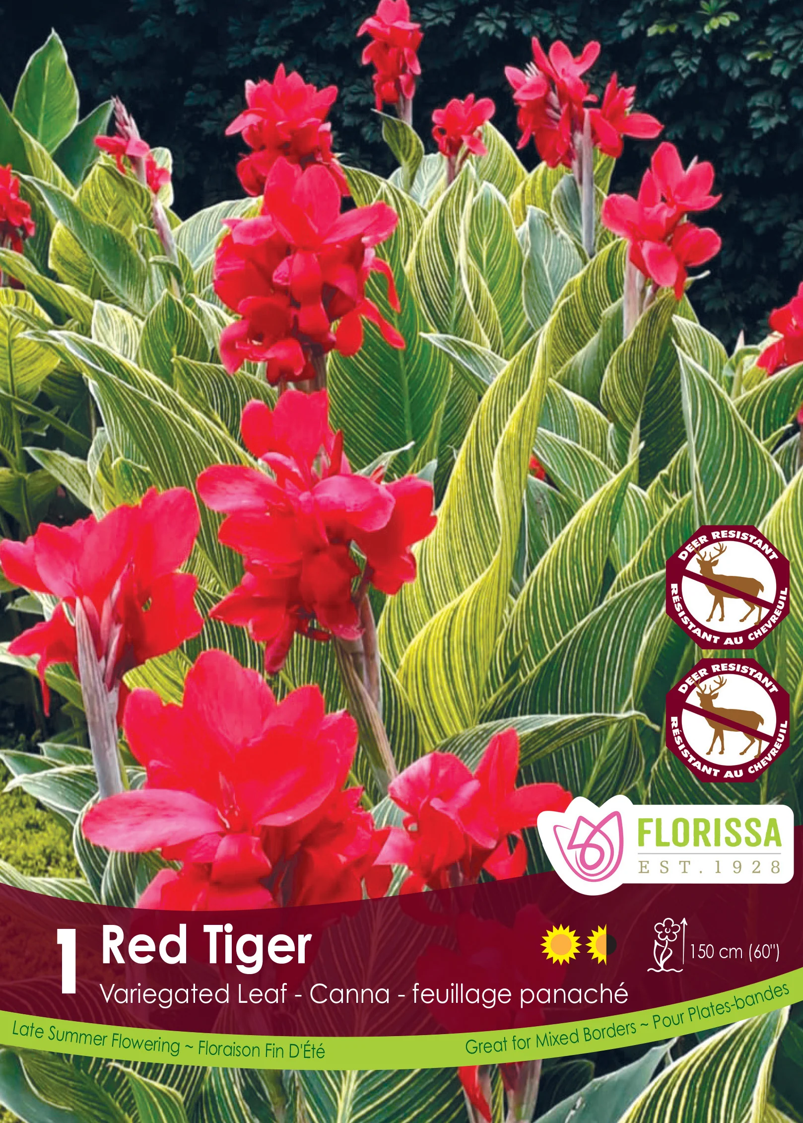 Canna Variegated Leaf - Red Tiger