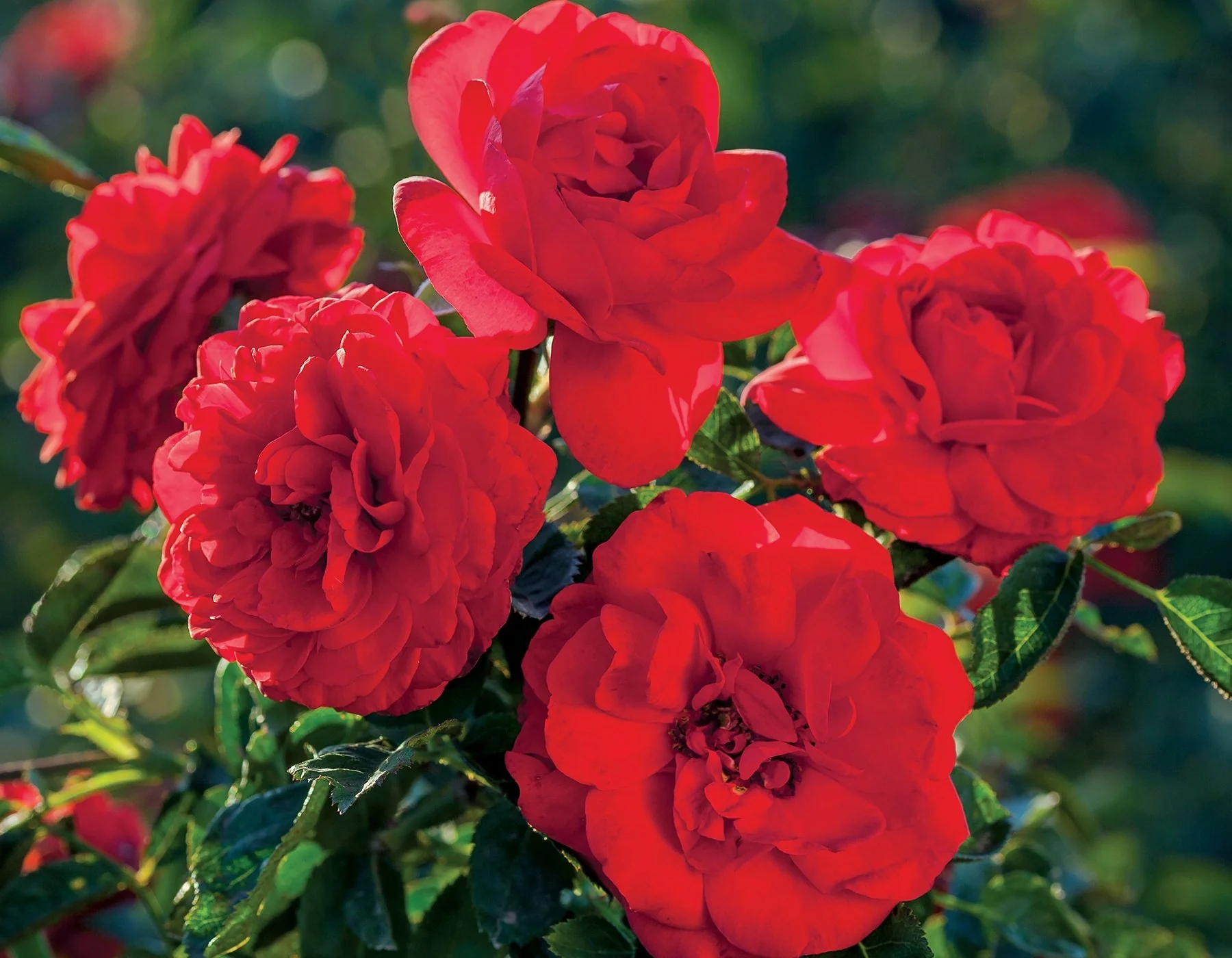Canyon Road™ - Star Roses and Plants - Image 2